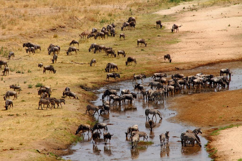 13 daagse safari Ritme van Serengeti & Zanzibar
