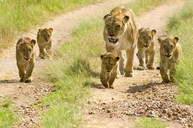 16 daagse safari Selous & Zanzibar deluxe