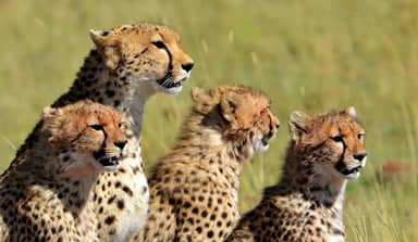 13 daagse safari Tsavo & Taita