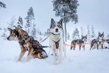 8 daagse excursiereis Arctic wonders of Ruka
