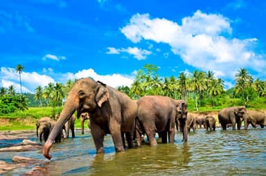 17 daagse fly drive Parels van Sri Lanka