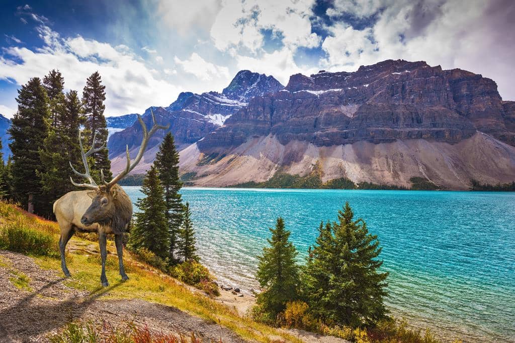 16 daagse fly drive West Canada & Rocky Mountains