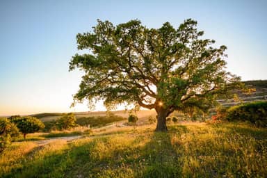 8 daagse fly drive Portugal Algarve & Alentejo