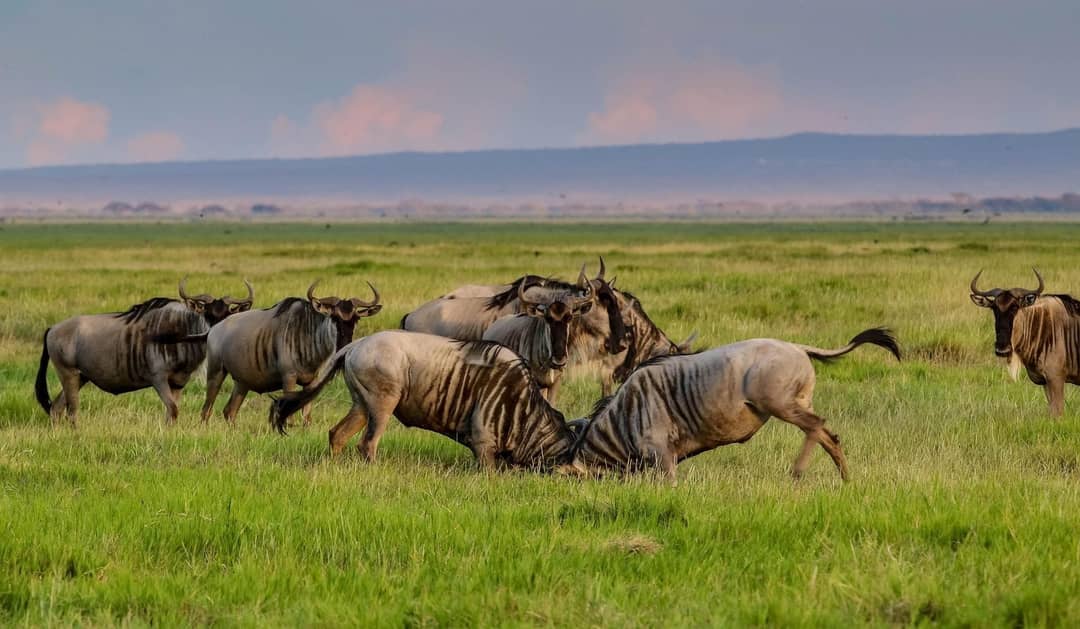 Fly In Safari Amboseli, olifanten en meer