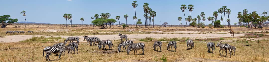 Fly In Safari Ruaha National Park