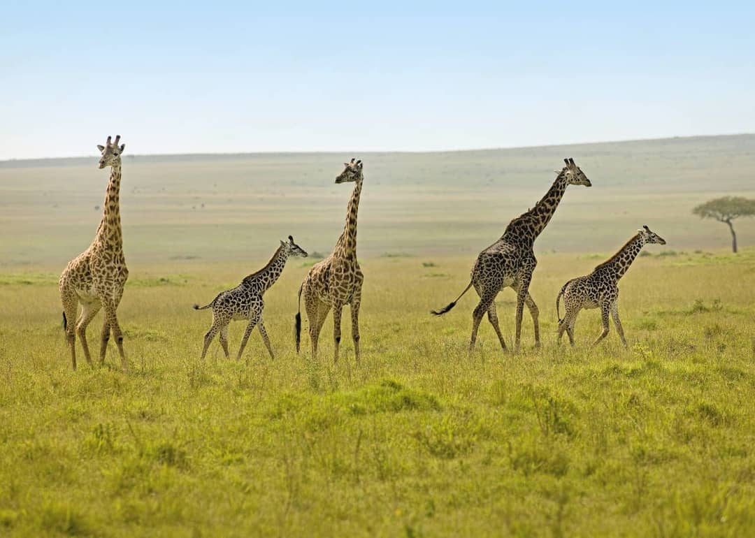 Kenia in 9 dagen met kinderen