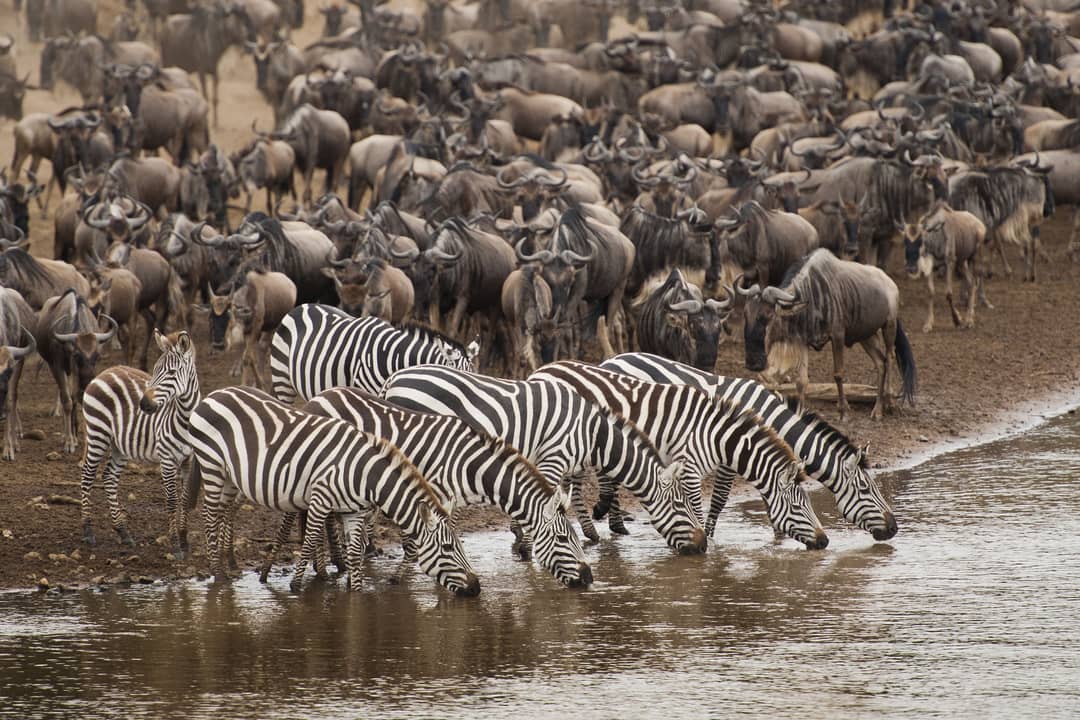 Migratie in de Masai Mara