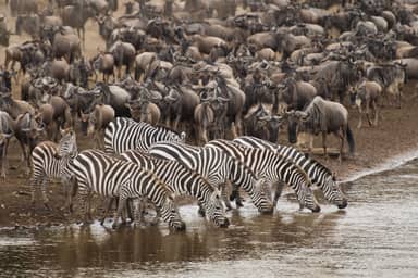 Migratie in de Masai Mara