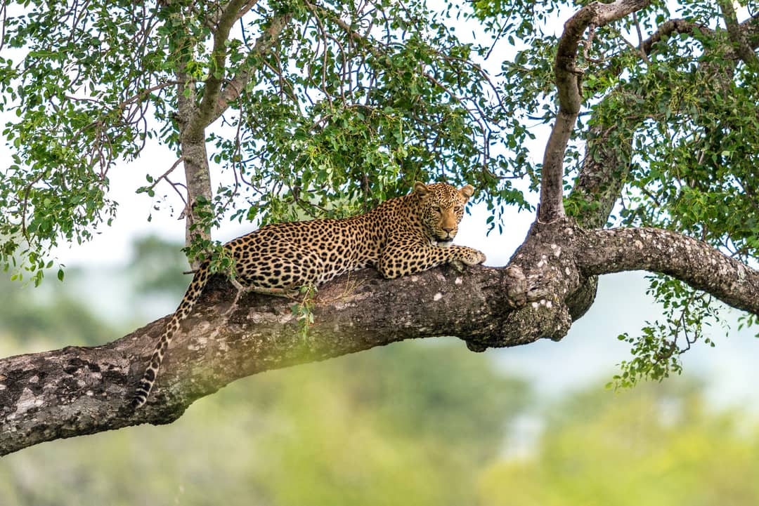 Wildparken van Kenia