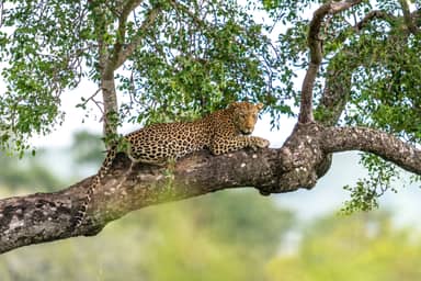 Wildparken van Kenia