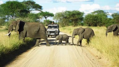 Safari Tanzania