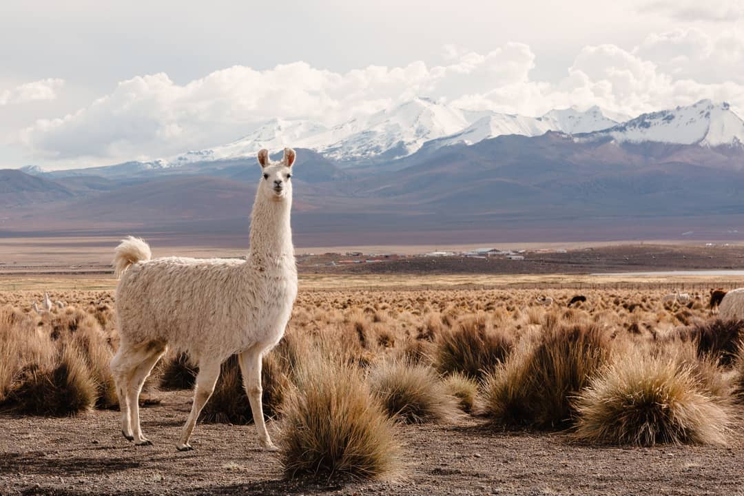 Ongerept Sajama National Park