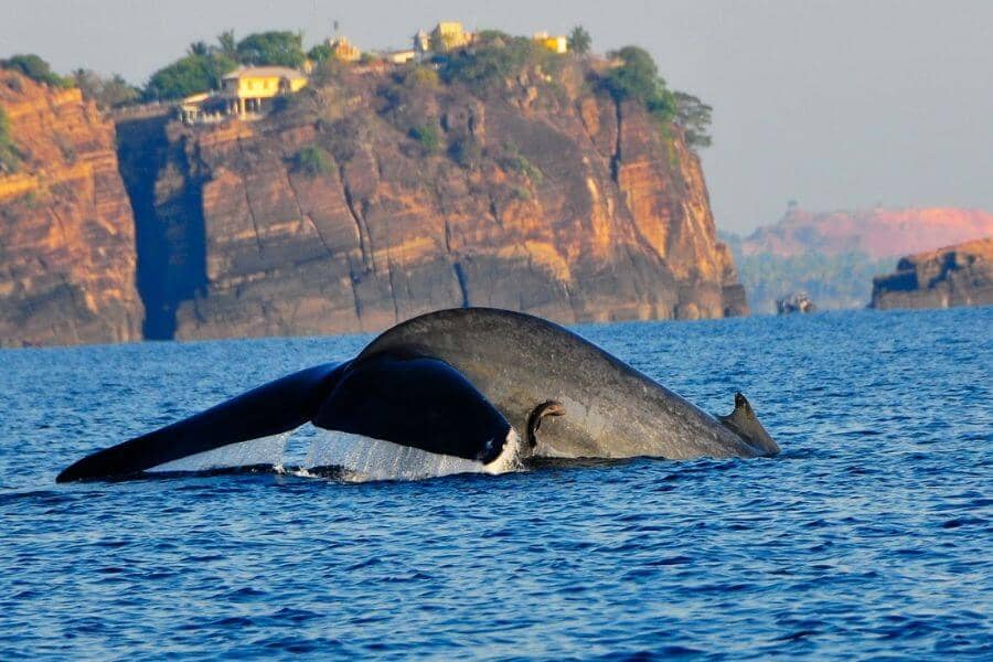 3-daagse bouwsteen Trincomalee