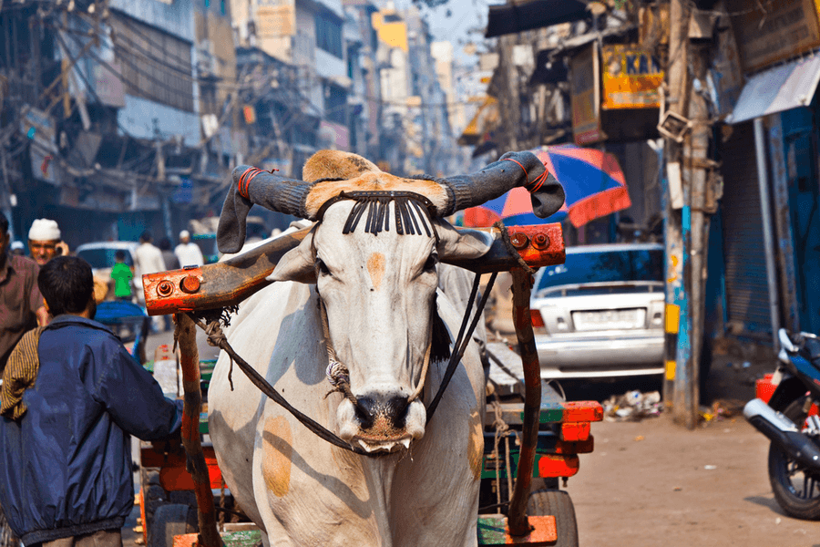 Ontdek het oude Delhi