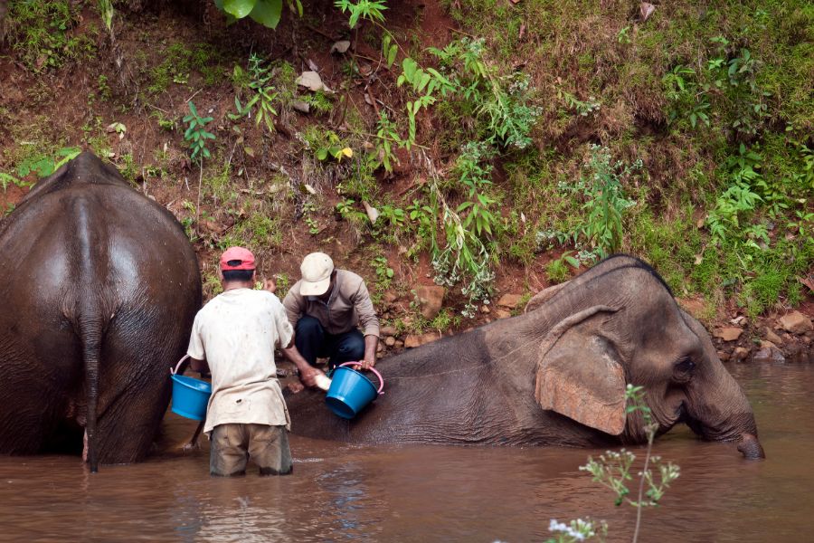 4-daagse bouwsteen Mondulkiri Elephant Valley