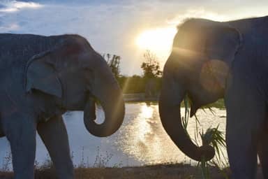 De olifanten van Wildlife Friends (vanuit Bangkok)