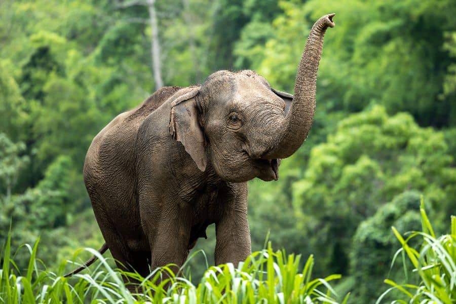 16-daagse rondreis Centraal- en Noord-Thailand