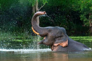 2-daagse 'I Love Phants' Tour