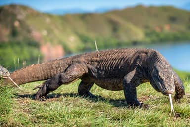 9-daagse bouwsteen Flores en Komodo