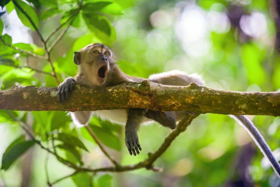 6-daagse bouwsteen Sumatra (Bukit Lawang)
