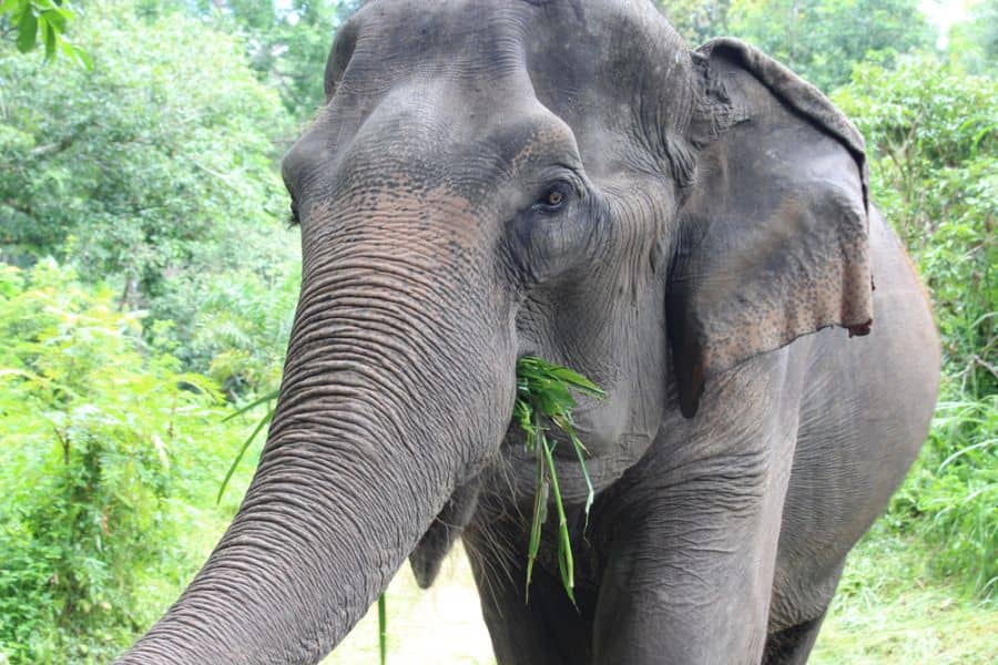 De olifanten van Wildlife Friends (vanuit Hua Hin)