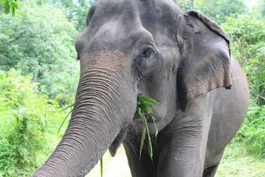 De olifanten van Wildlife Friends (vanuit Hua Hin)