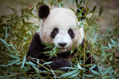 3-weekse rondreis China