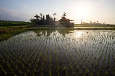 Familiedag tussen de rijstvelden op Bali