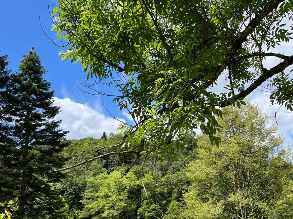 Camping La Roche