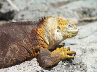 Ecuador & Galapagos, 21 dagen