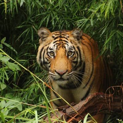 Safarireis India, 18 dagen