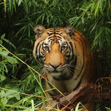 Safarireis India, 18 dagen