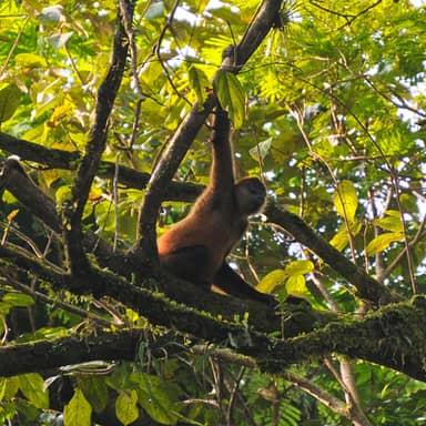 Rondreis Costa Rica, 16 dagen