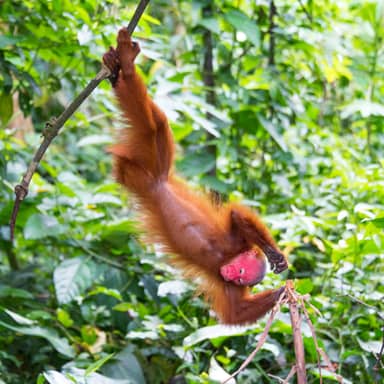 Rondreis Peru met Amazone, 24 dagen