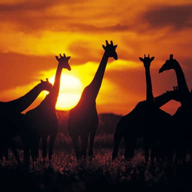 Rondreis Kenia, Tanzania & Zanzibar, 20 dagen hotel/lodgereis