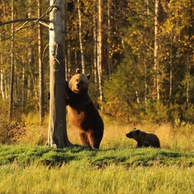 Rondreis Finland, 6 dagen - Natuurreis