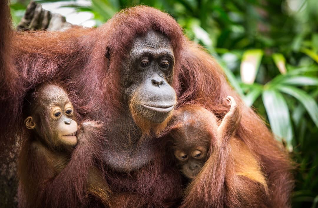 Groepsrondreis Maleisisch Borneo
