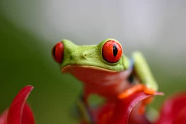 Groepsrondreis Costa Rica