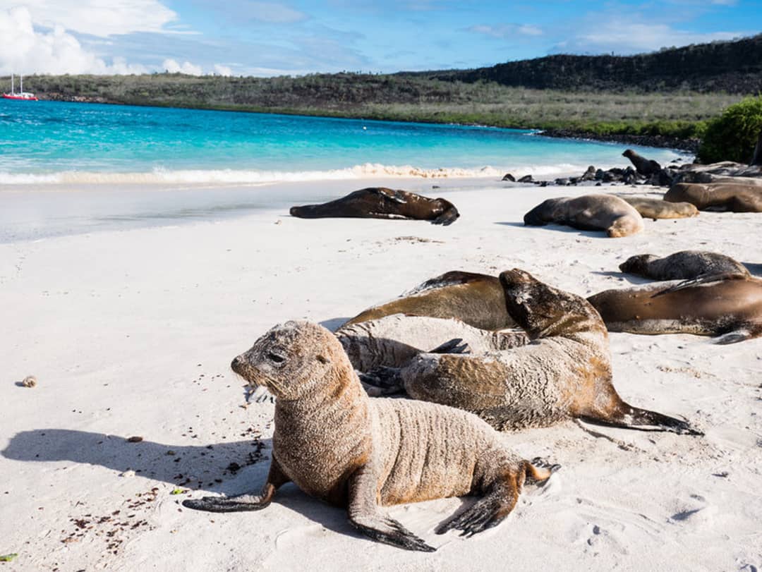 Groepsrondreis Ecuador & Galapagos
