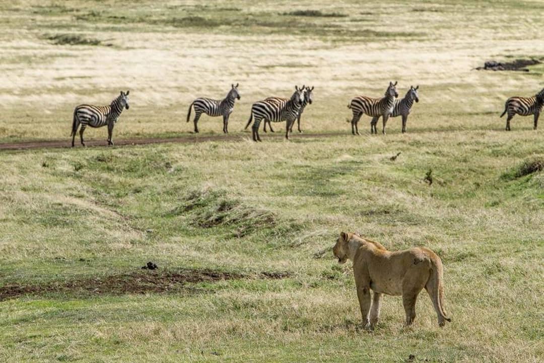 Groepsrondreis Kenia, Tanzania en Zanzibar