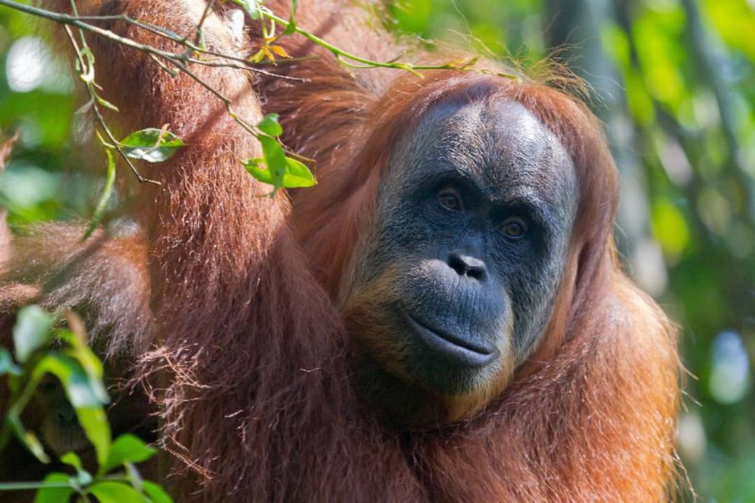 Groepsrondreis Sumatra, Java en Bali