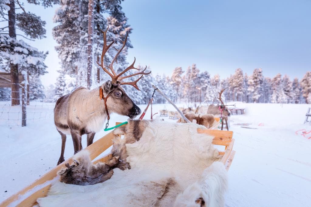 8 daagse excursiereis Winter Week Saariselka