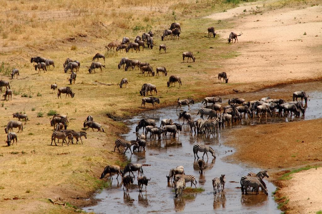 13 daagse safari Ritme van Serengeti & Zanzibar