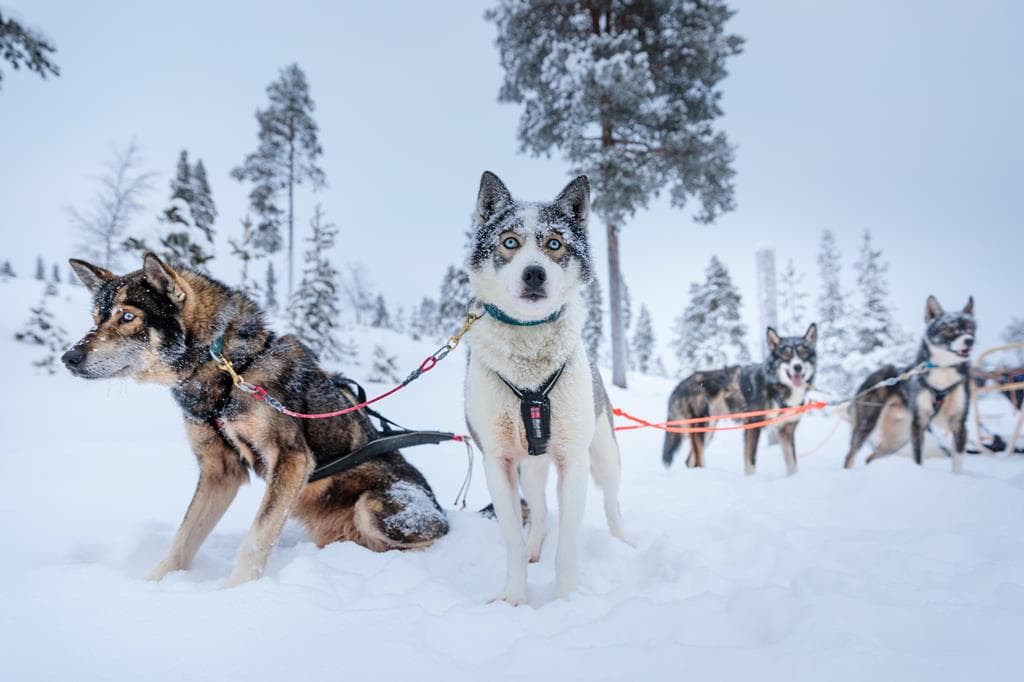 8 daagse excursiereis Arctic wonders of Ruka