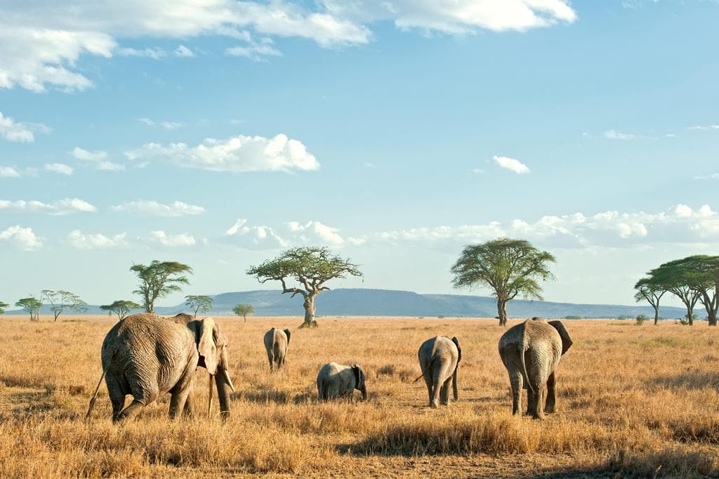9 daagse safari Selous & Zanzibar