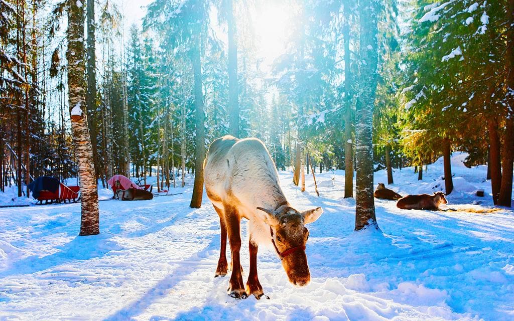 8 daagse excursiereis Ruka Adventure