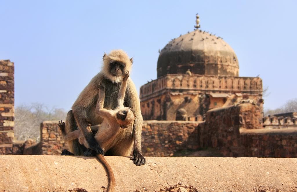 10 daagse fly drive Namasté in Noord India