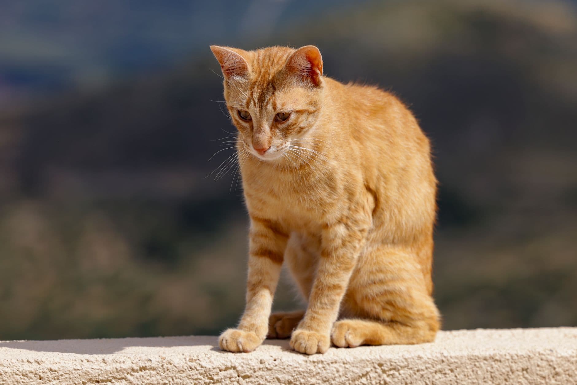 A ginger tabby cat sits on a terrace in Neapolis, Greece, basking in the sunlight.