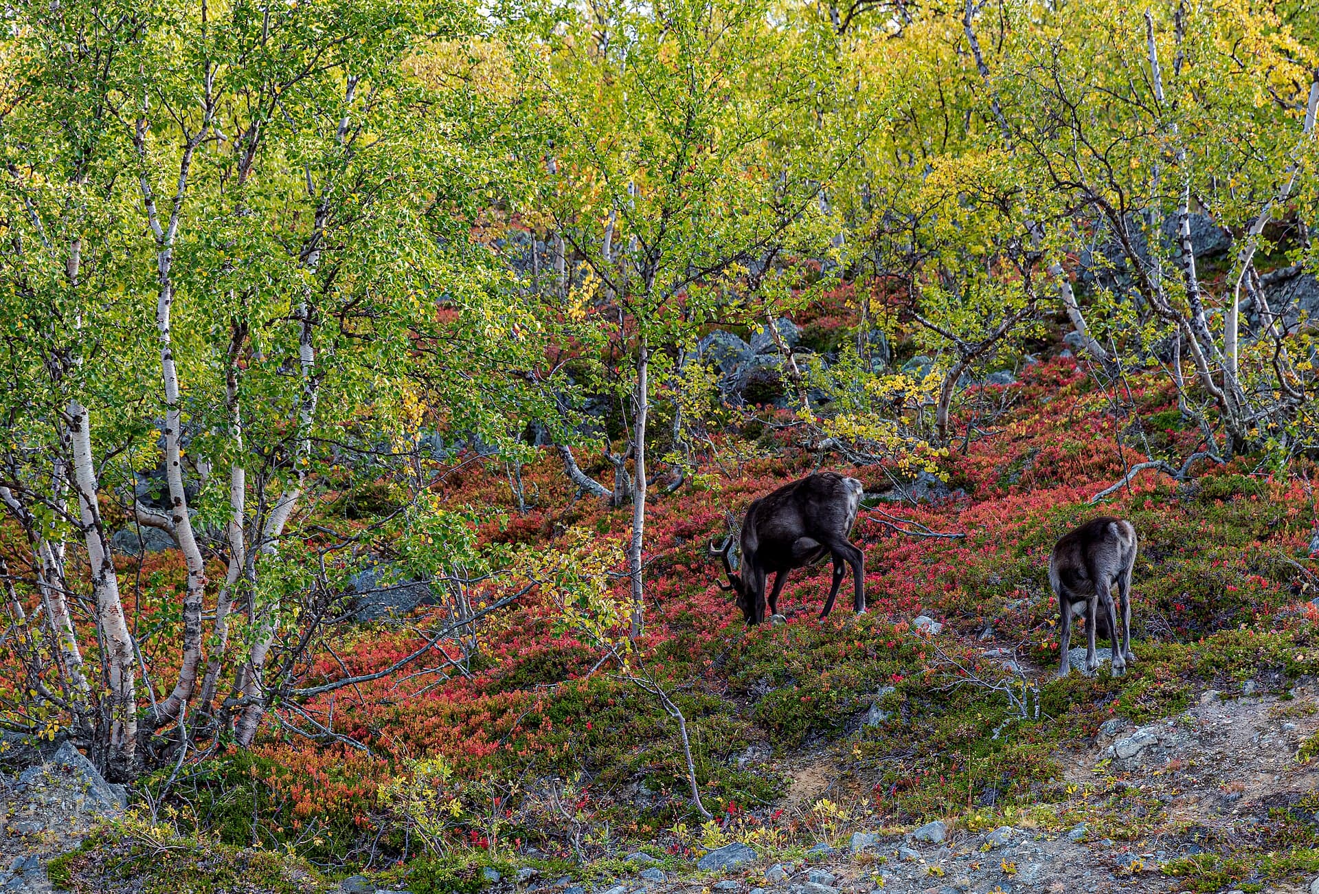 Lapland: praktische gids voor jouw reis