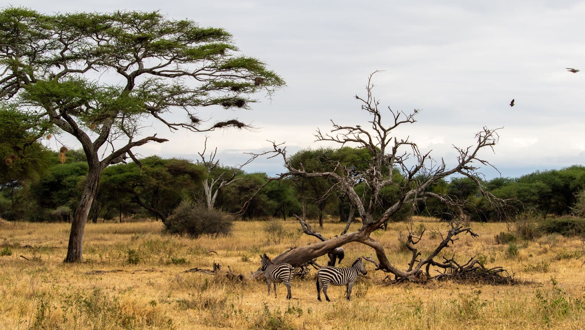 Tanzania